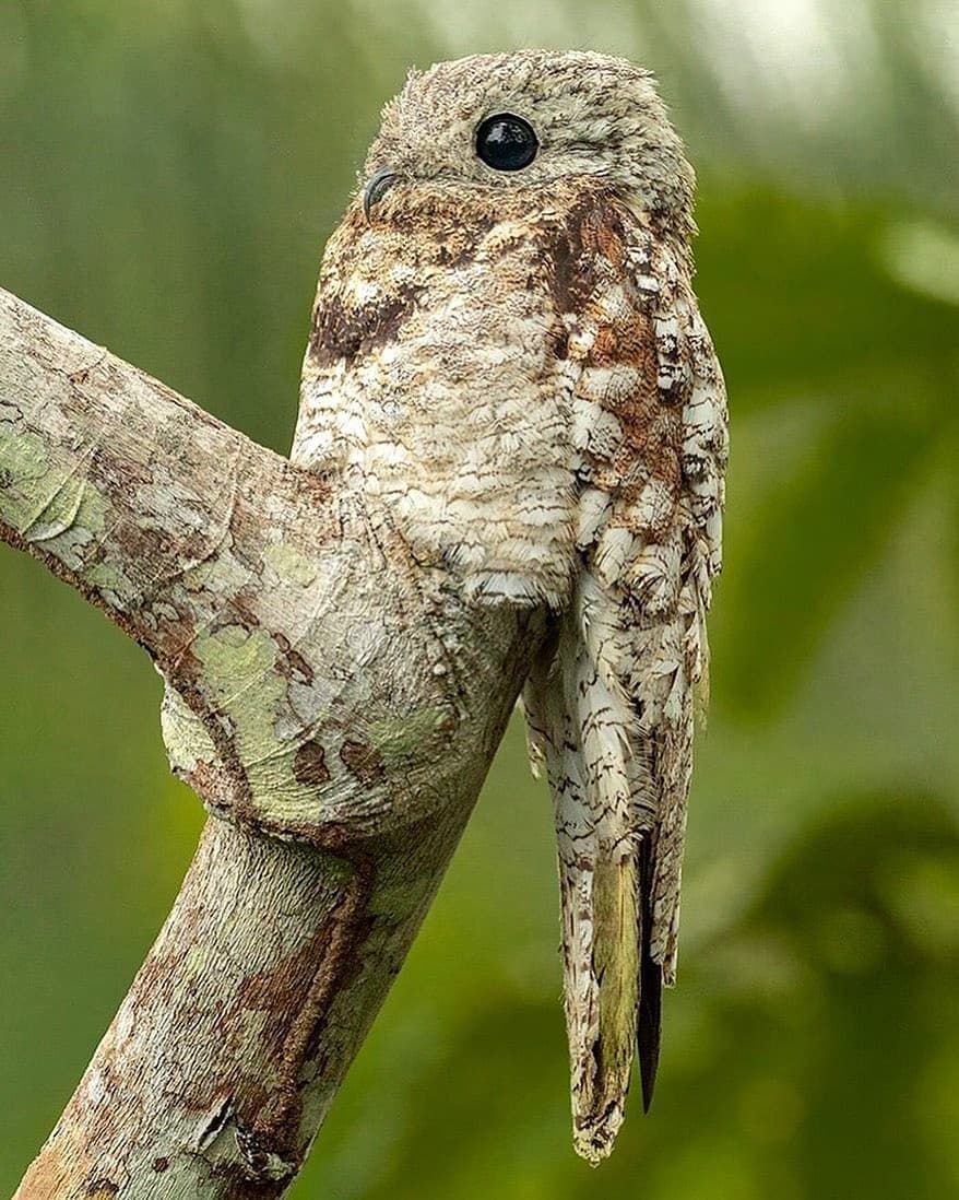 Дымчатый лягушкорот