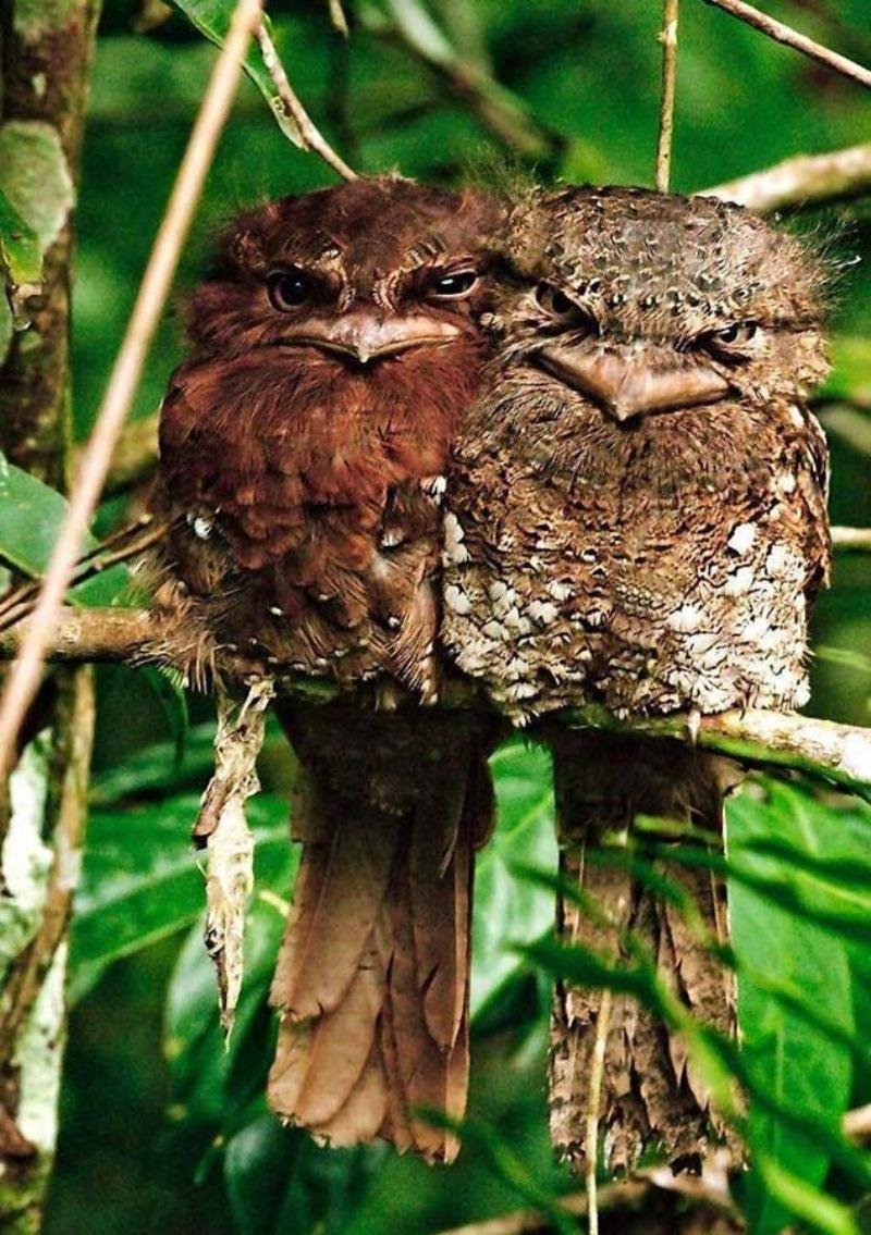 Козодой лягушкорот