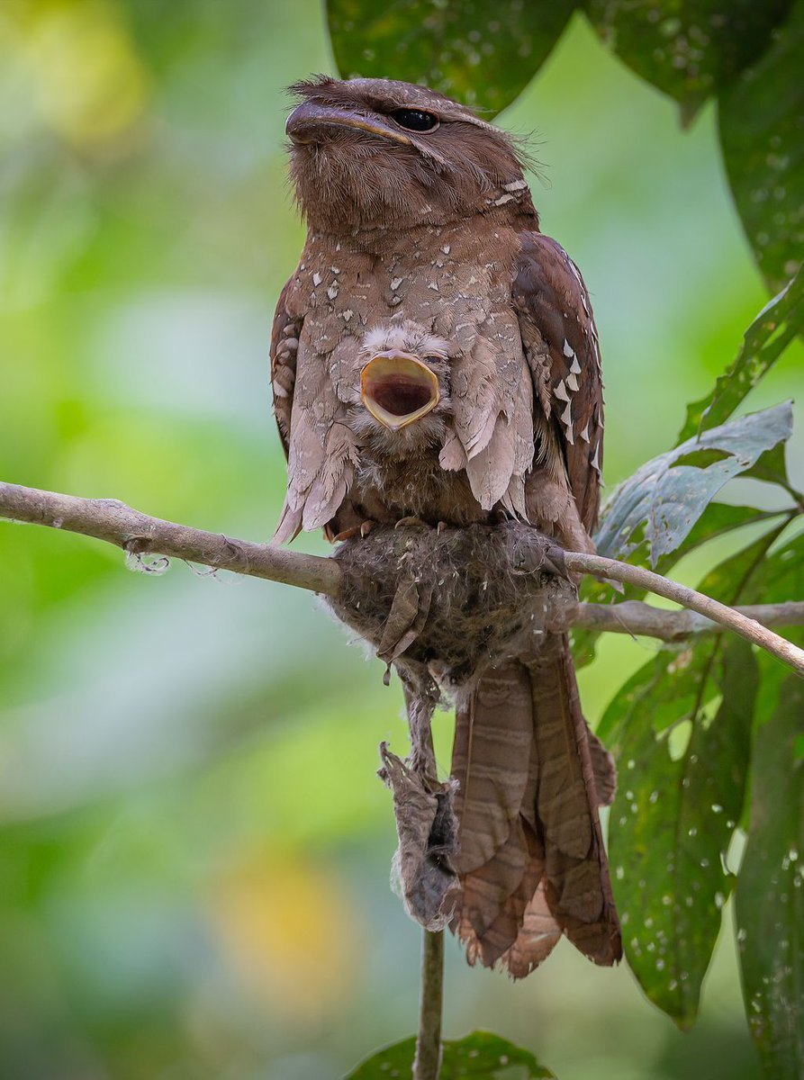 Сова лягушкорот