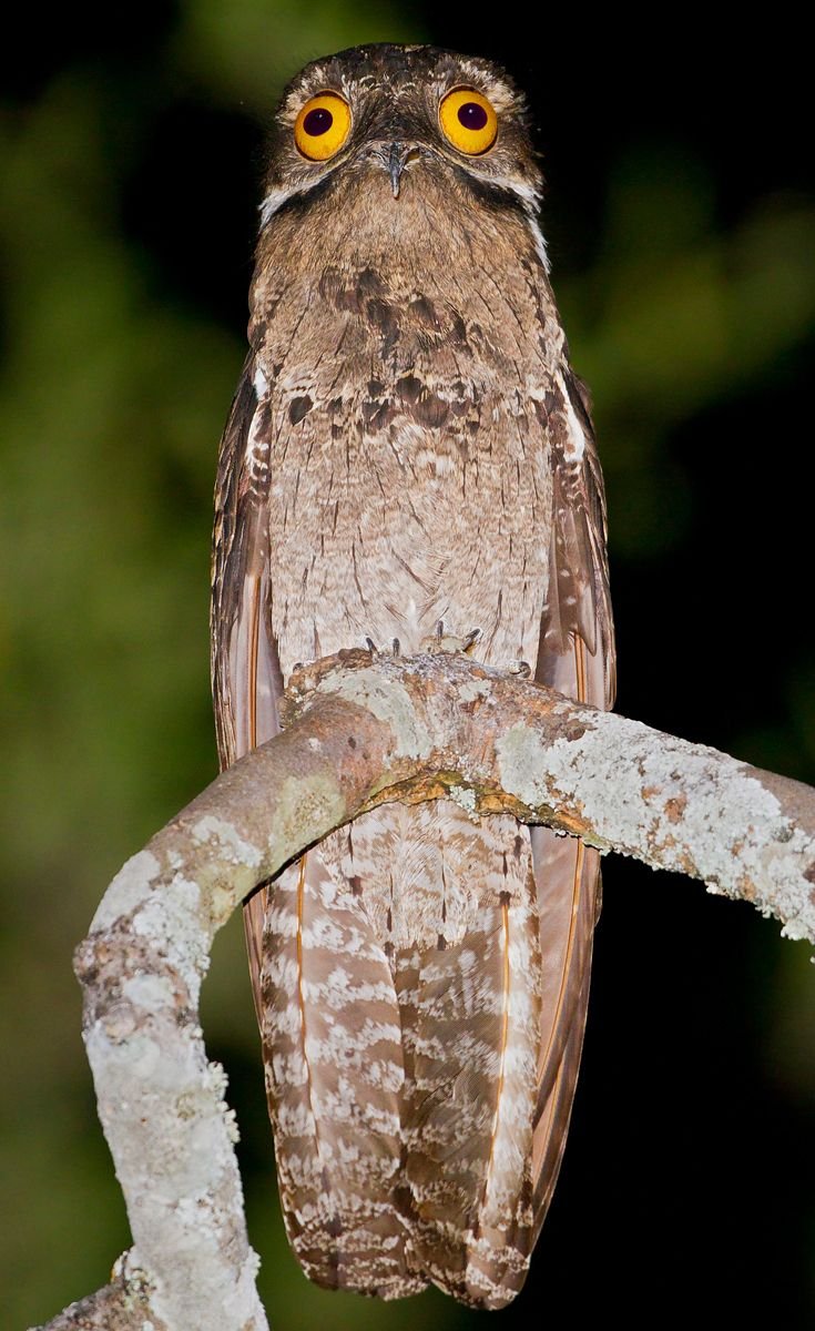 Дымчатый лягушкорот