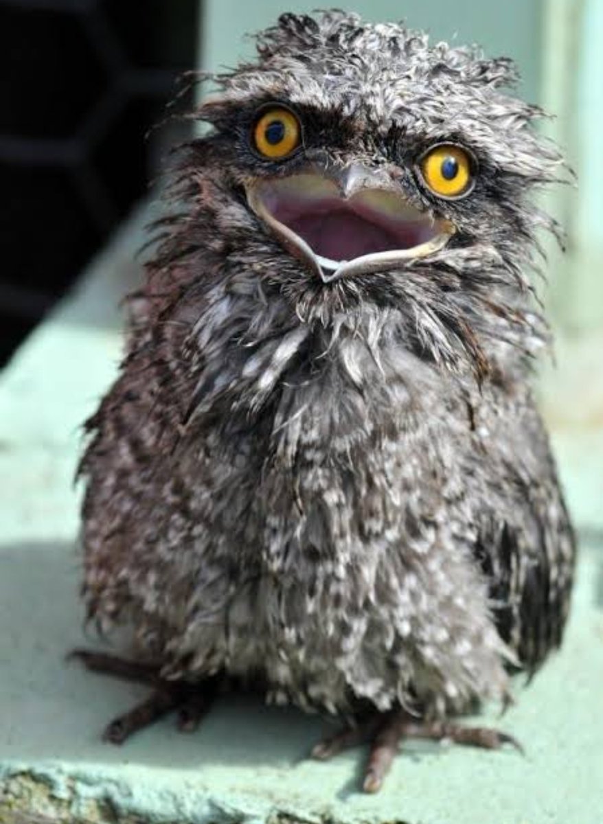 Козодой исполинский козодой исполинский