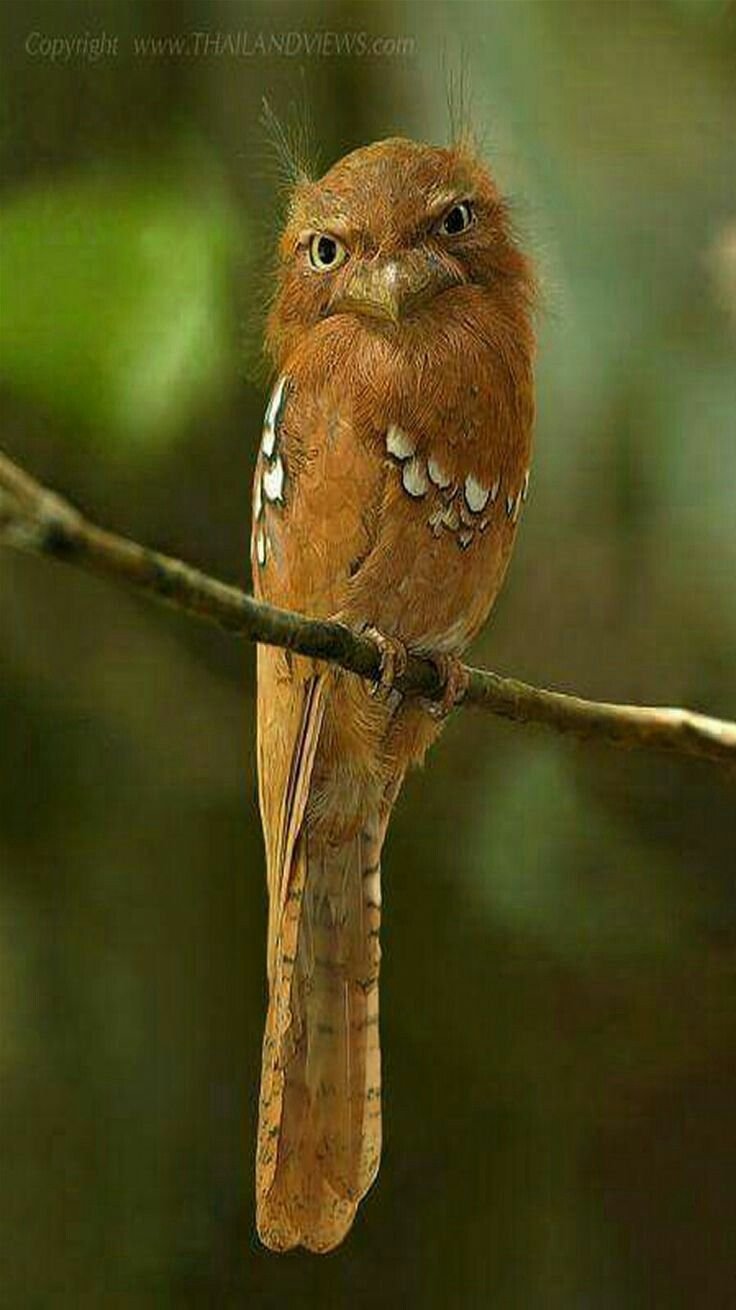 Исполинские лягушкороты (Podargus strigoides).