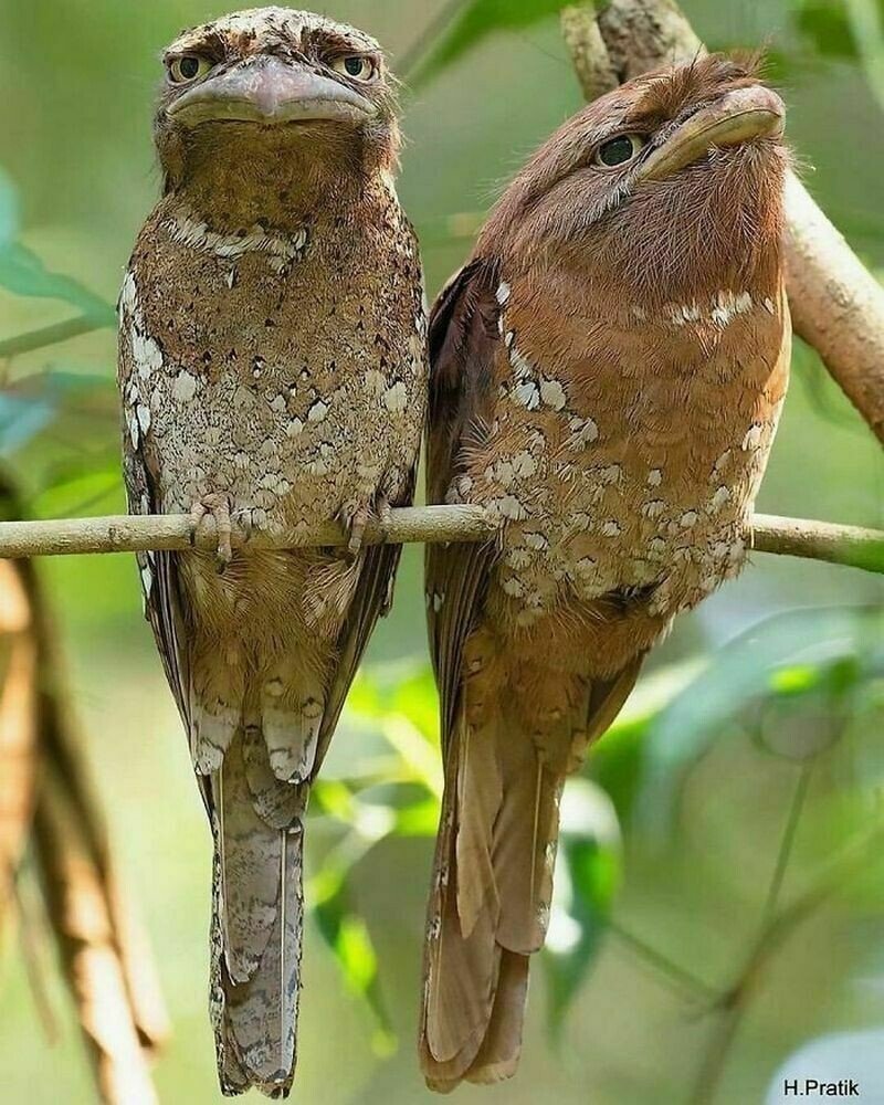 Козодой лягушкорот