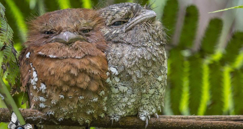 Козодой лягушкорот