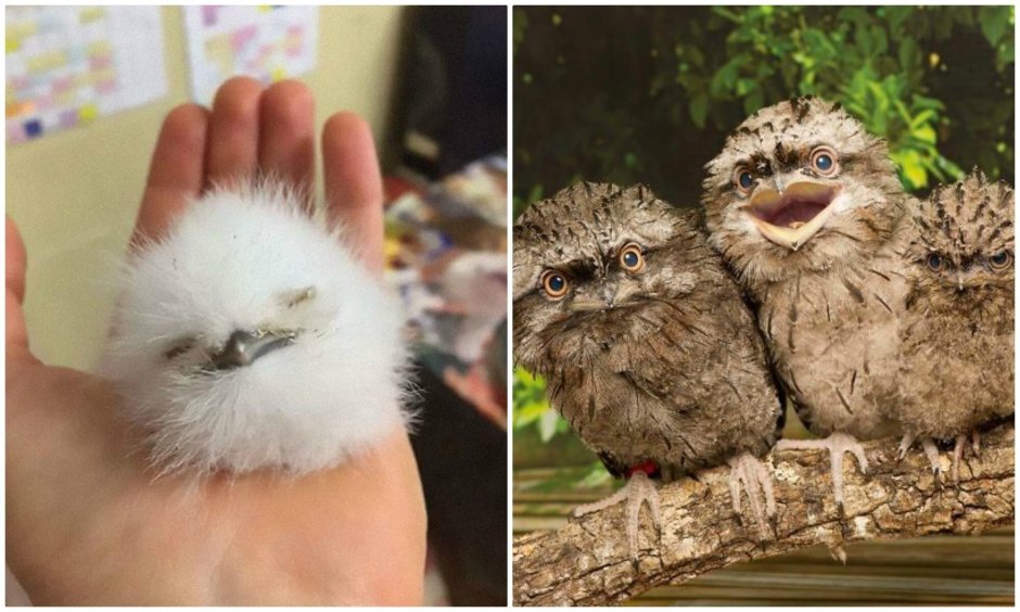 Козодой лягушкорот