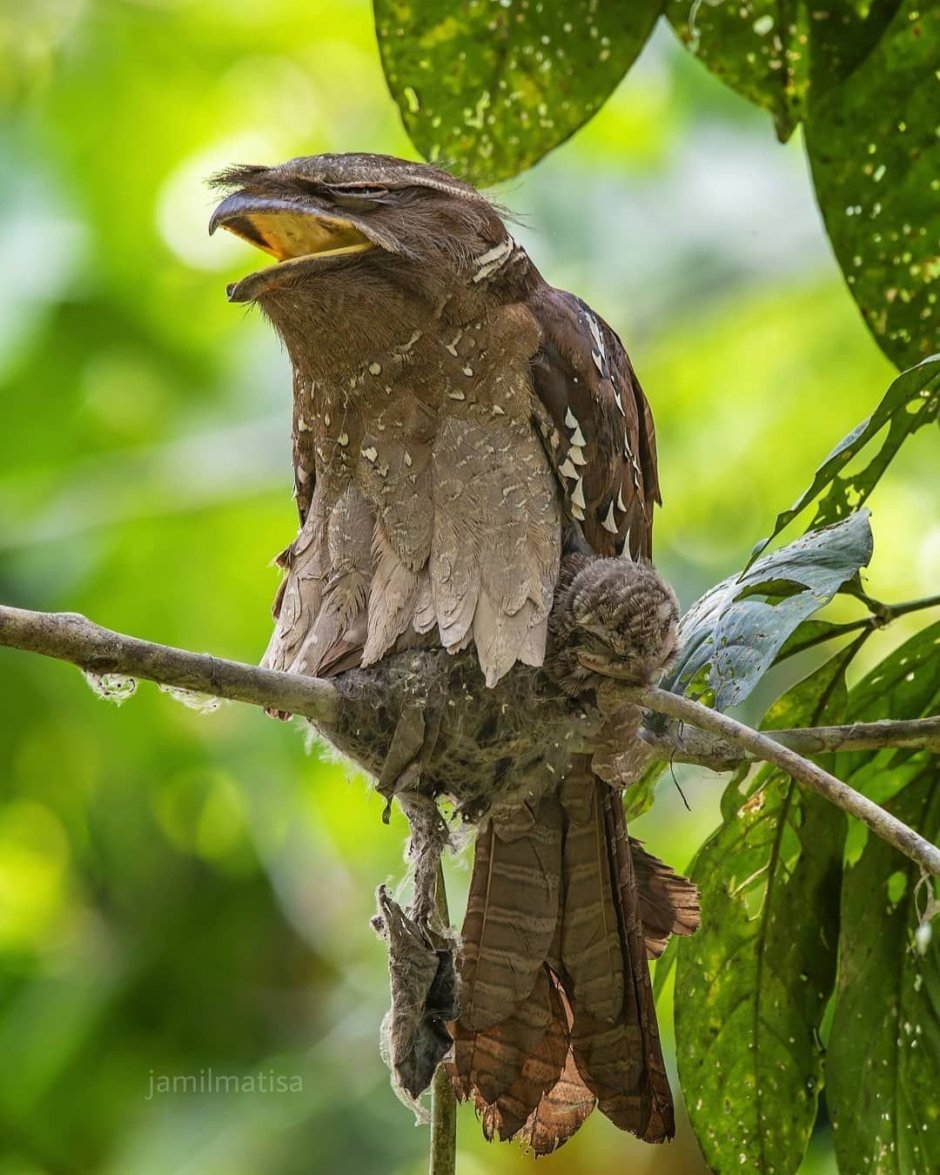 Ушастый лягушкорот