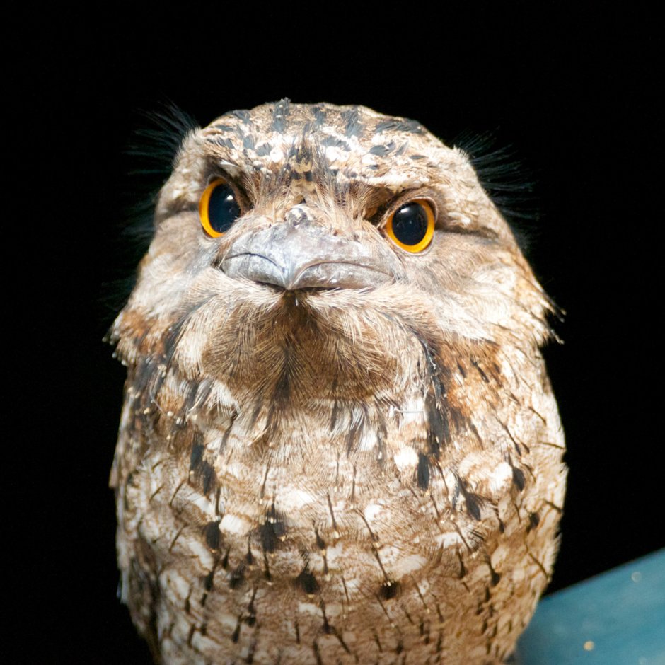 Исполинский Лесной козодой