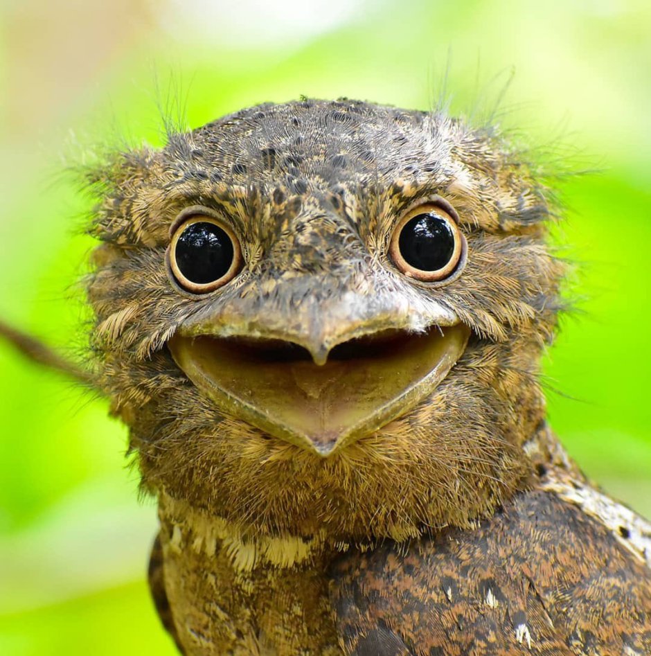 Козодой лягушкорот