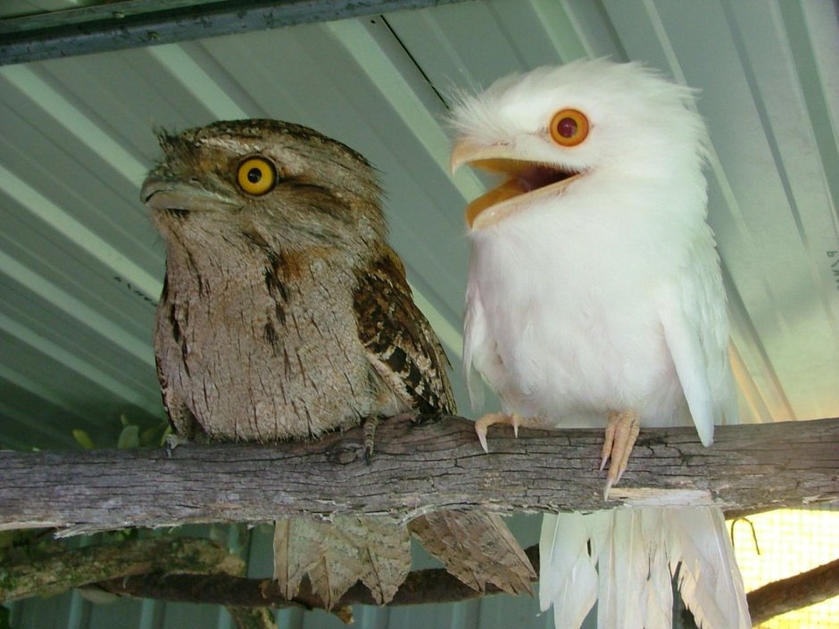 Исполинский козодой