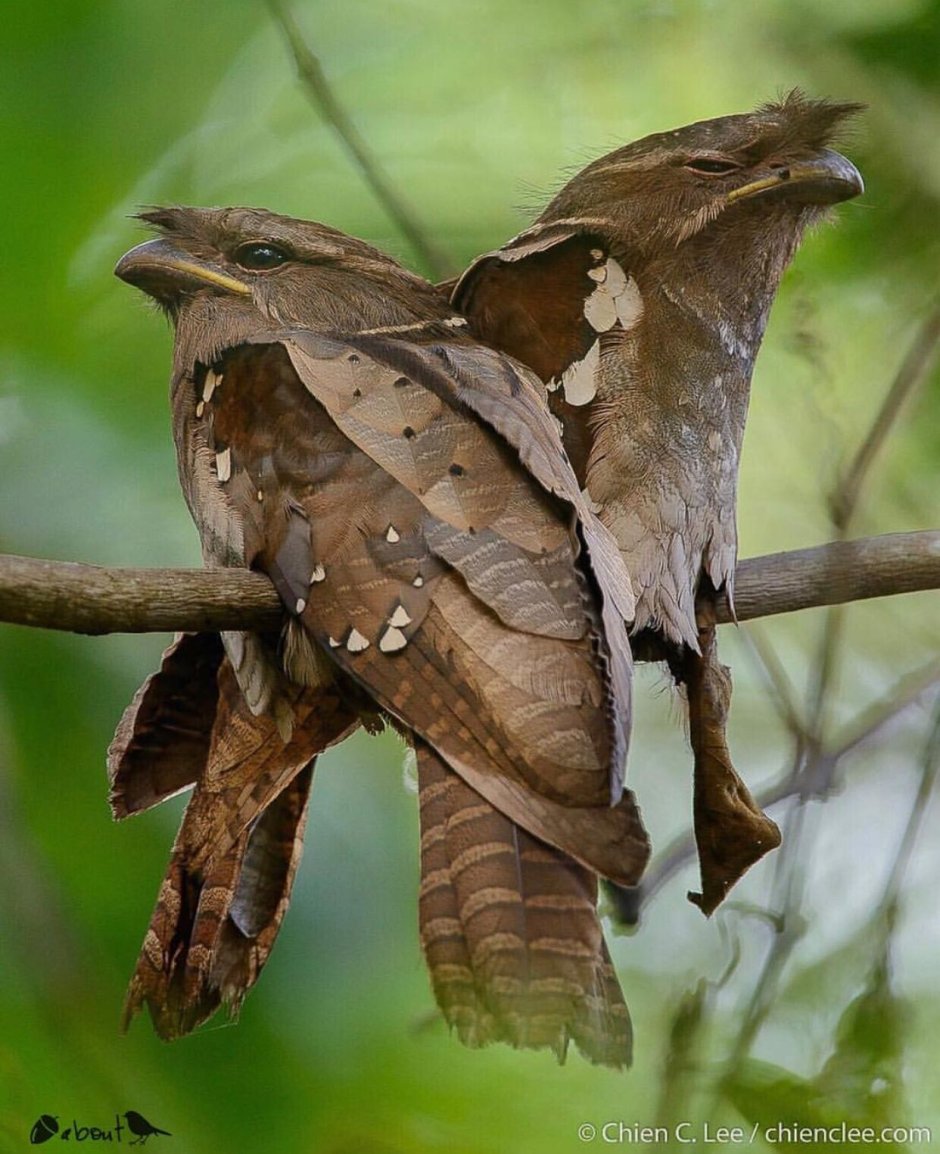 Козодой лягушкорот