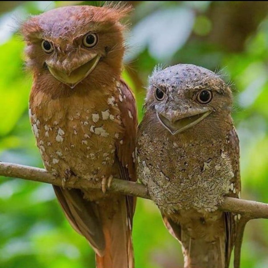 Малазийский Ушастый лягушкорот