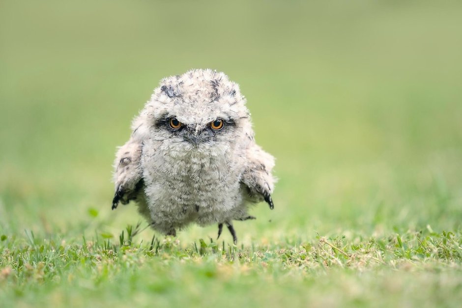 Яванский лягушкорот