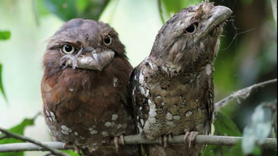 Исполинский лягушкорот