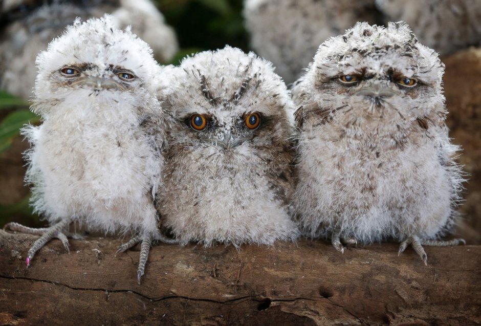 Яванский лягушкорот