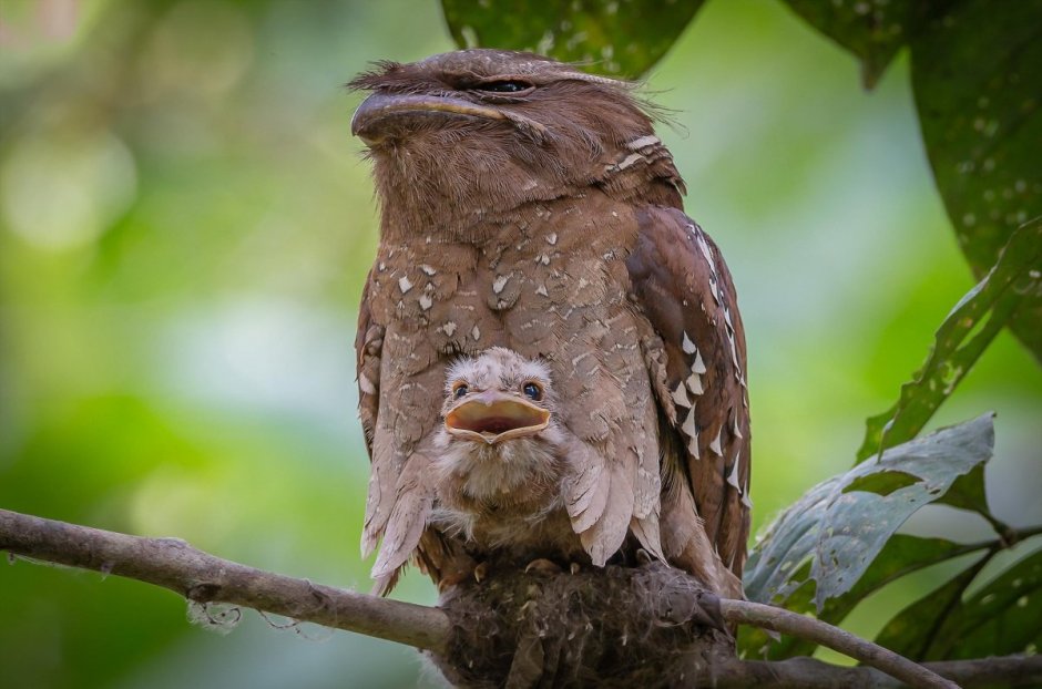 Ушастый лягушкорот