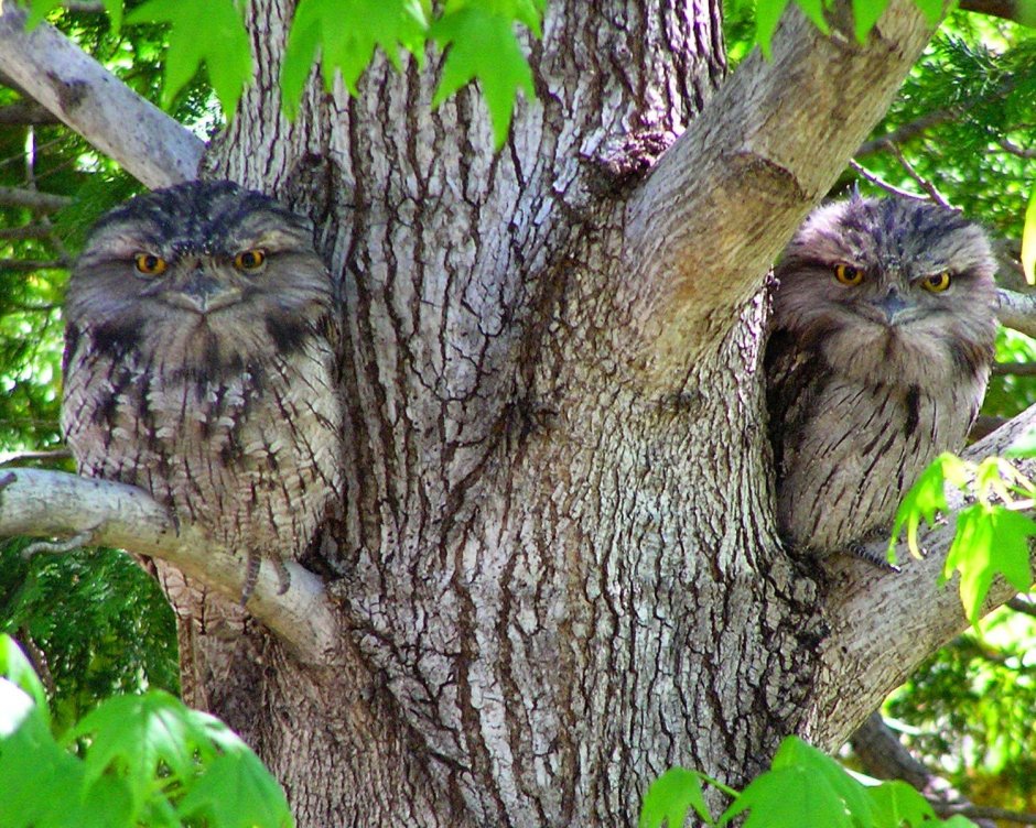 Совиный козодой