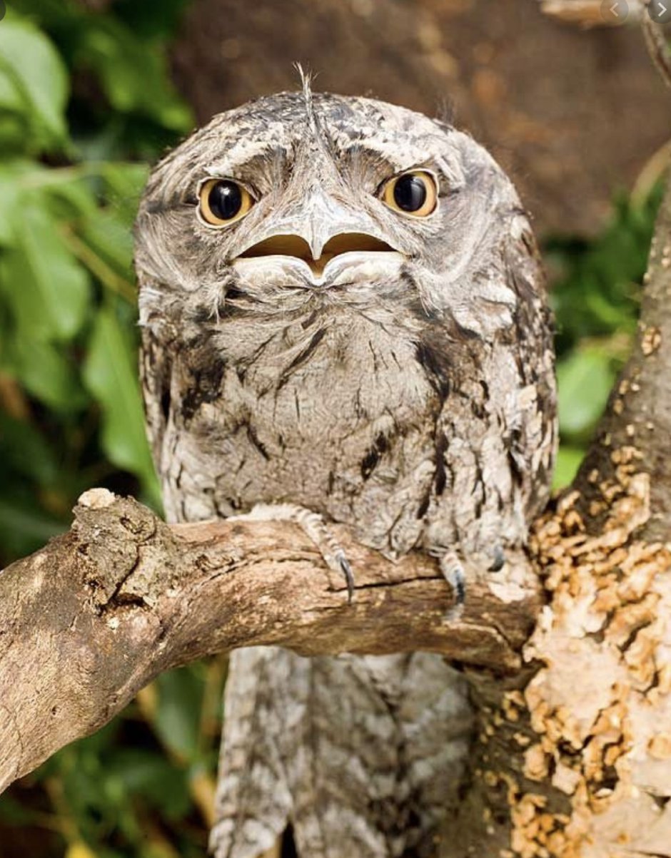 Ушастый лягушкорот