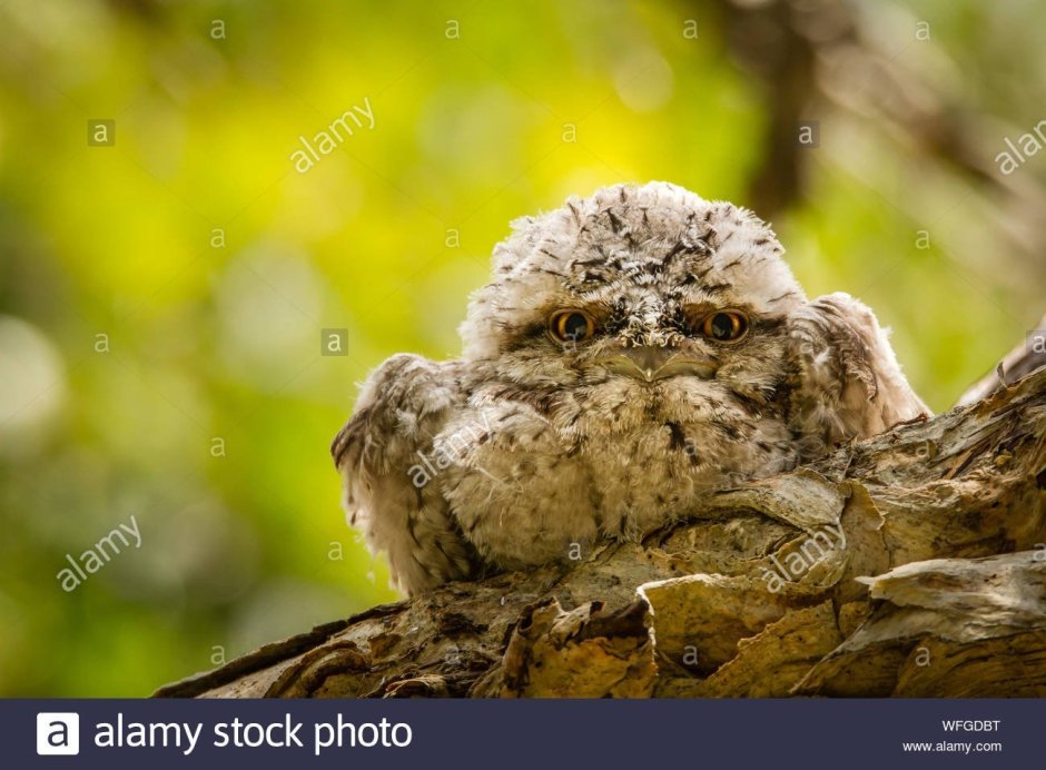 Самые смешные птицы в мире