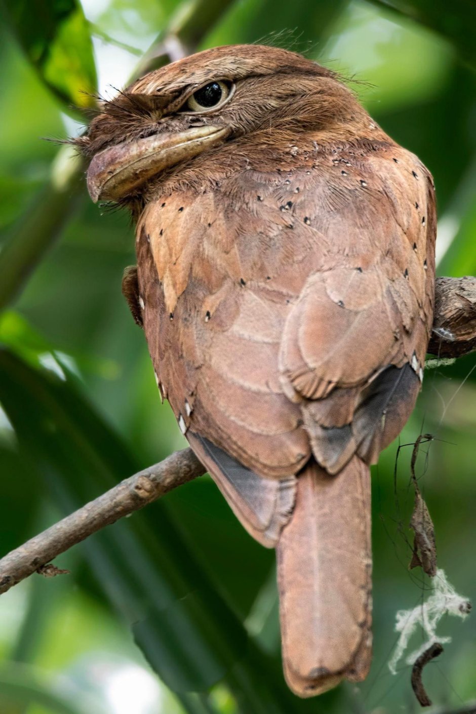 Лягушкорот с чёрными глазами
