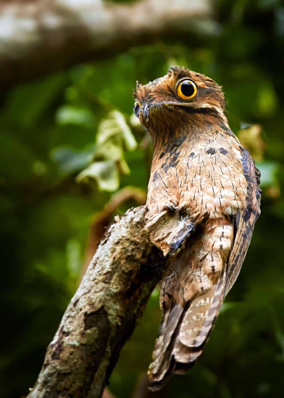 Козодой лягушкорот