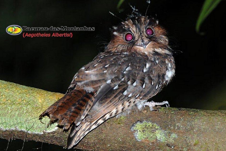 Совенок птенец Совы