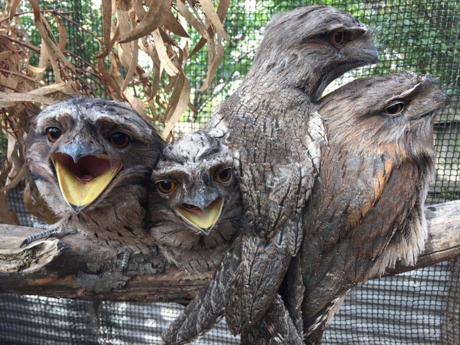 Малазийская Frogmouth