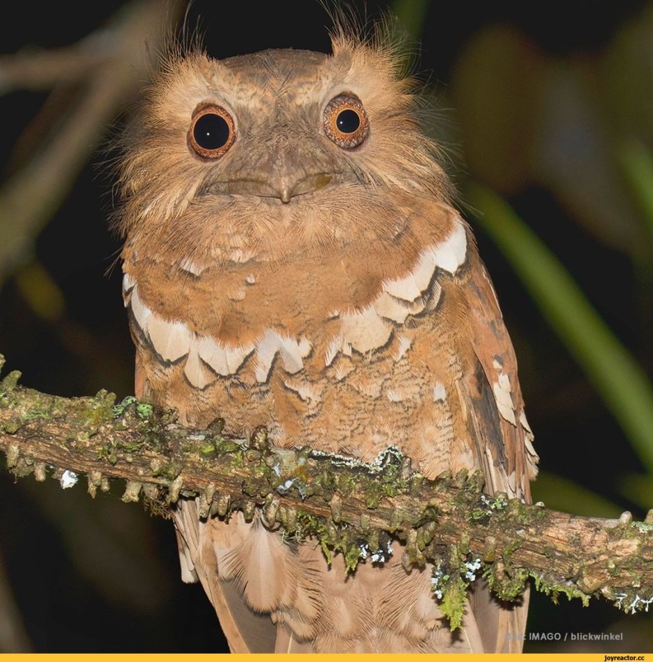 Новокаледонский Совиный козодой