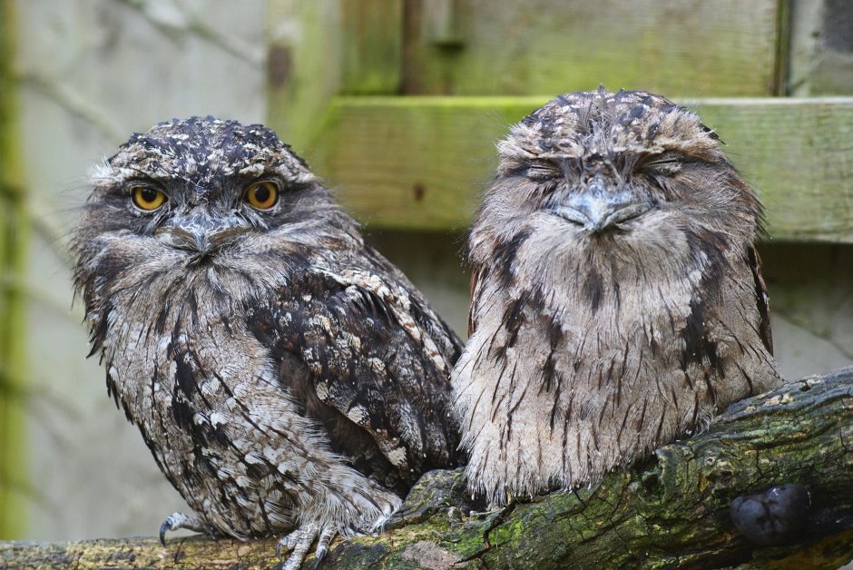 Мастера маскировки дымчатый лягушкорот