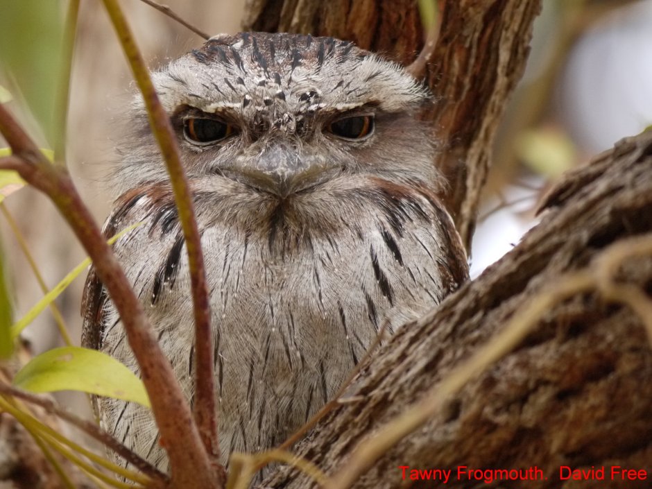 Ушастый козодой птица