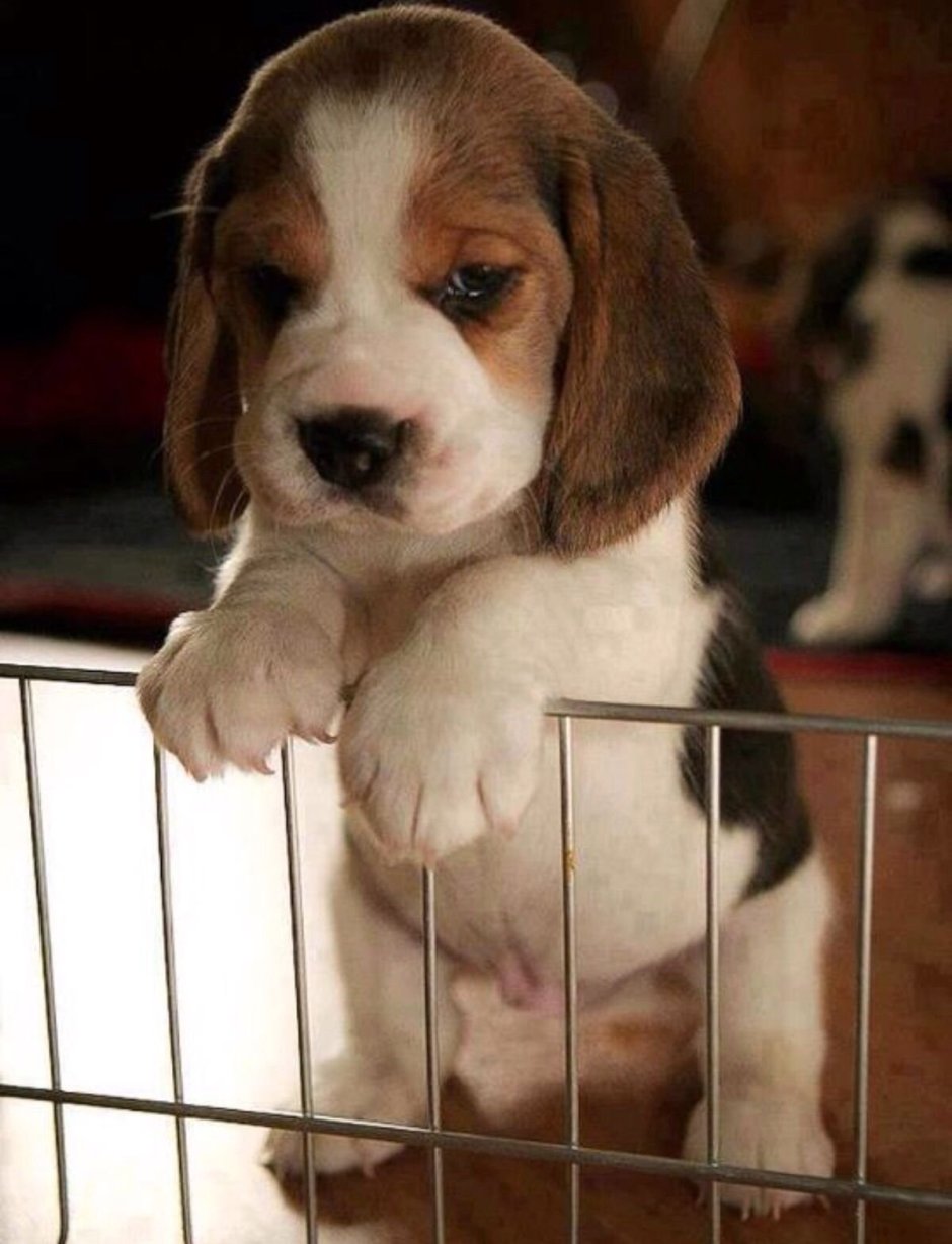 Beagle порода собак