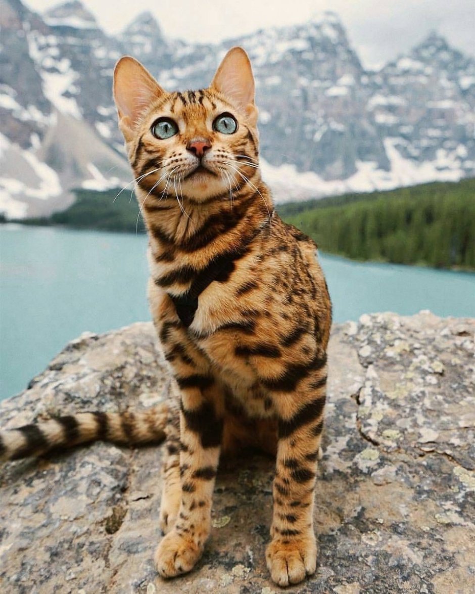 Кот породы сервал