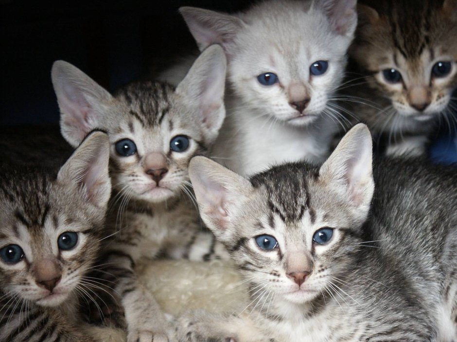 Котята породы Серенгети