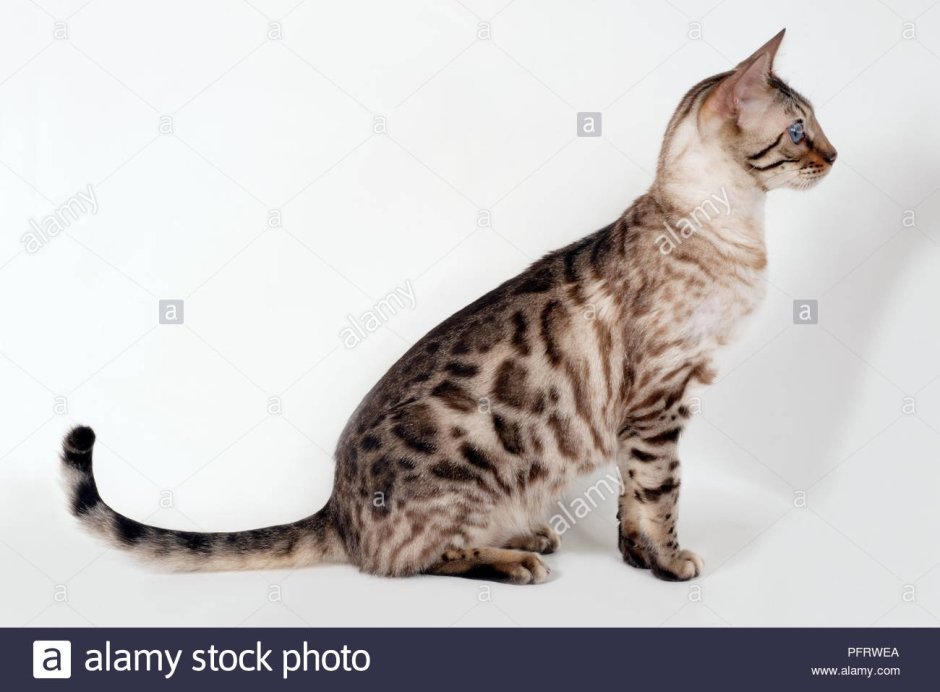 Беременная кошка Серенгети