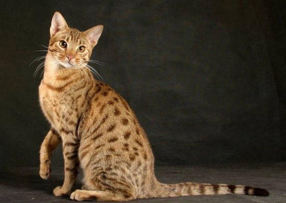 Ориентальная кошка полосатая
