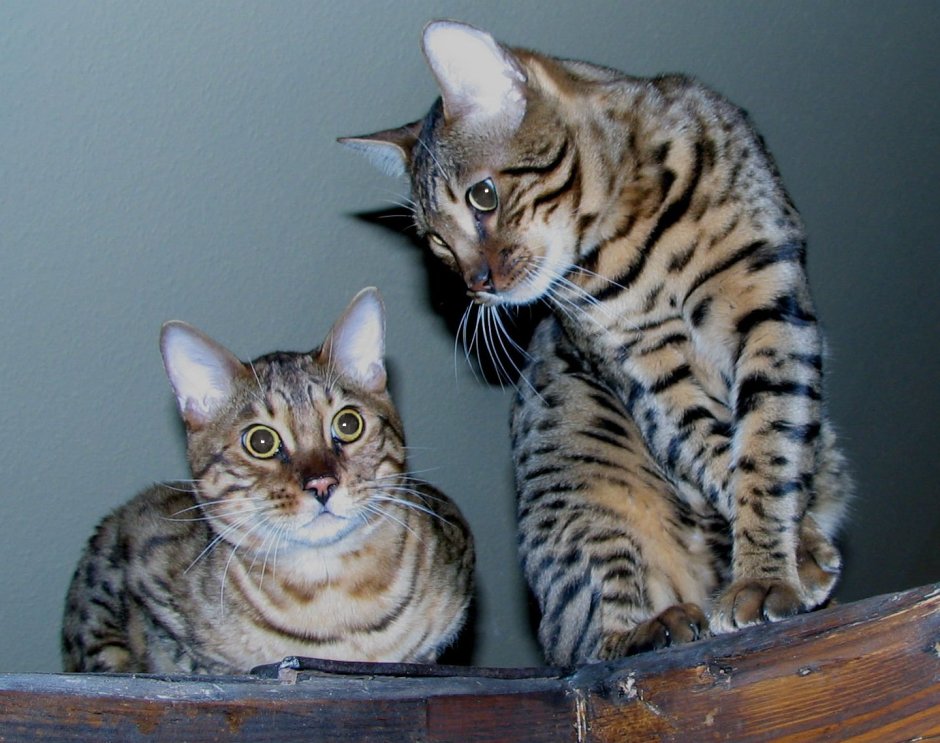 Саванна кошка