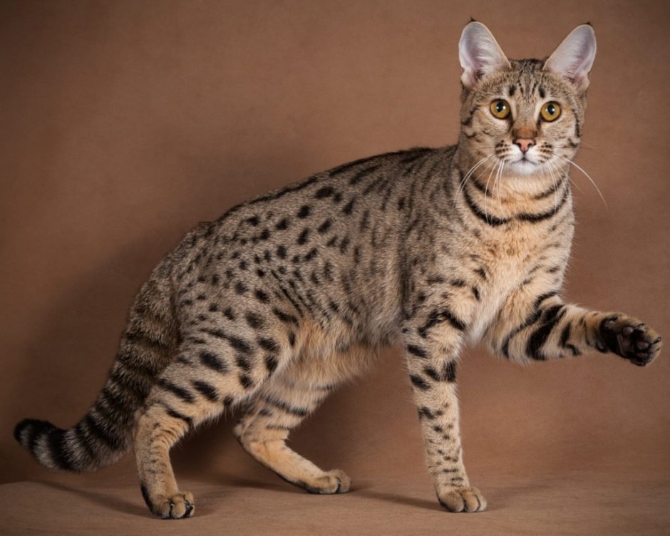 Азиатская леопардовая кошка