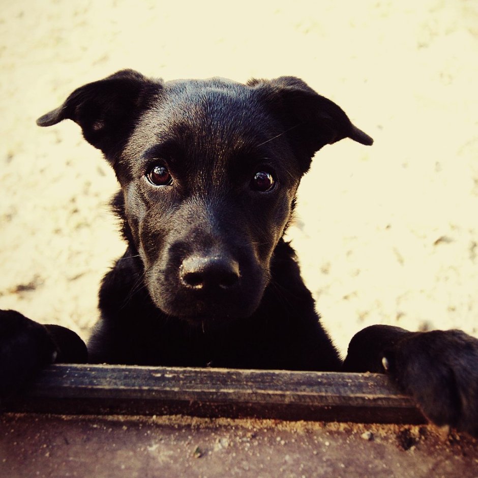 Двортерьер собака черная