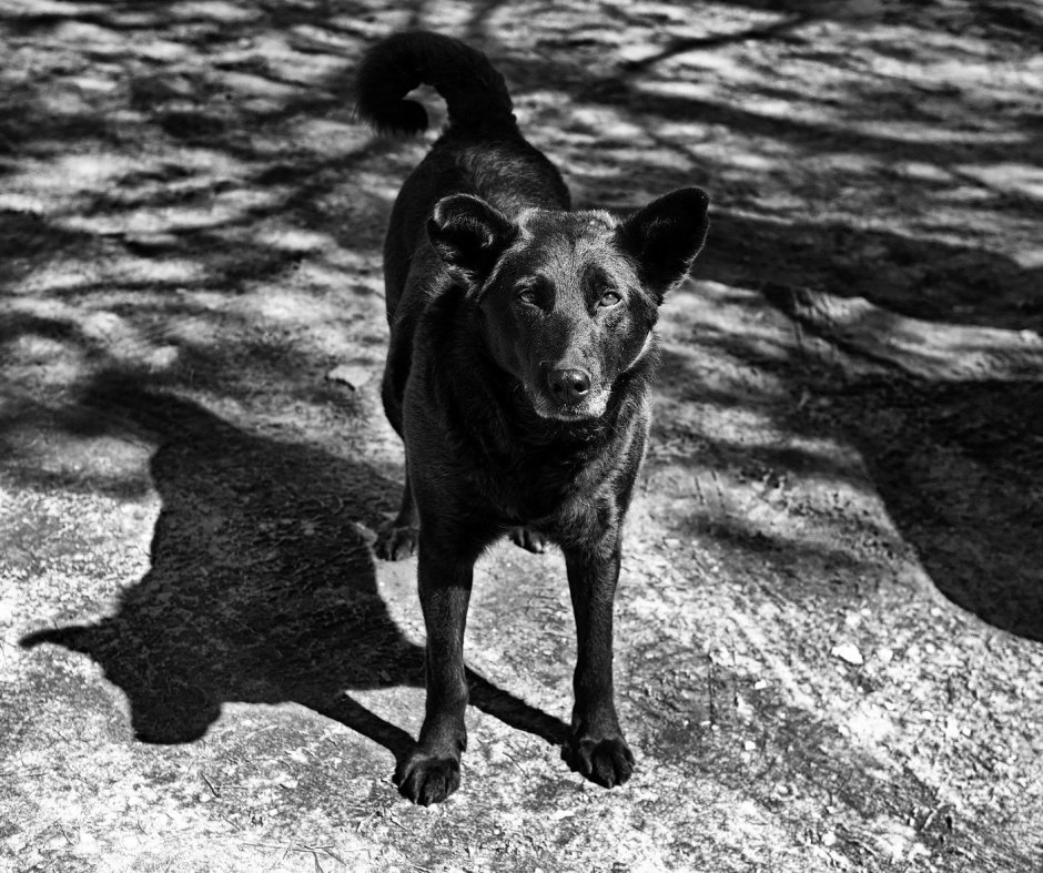 Черный пес дворняжка