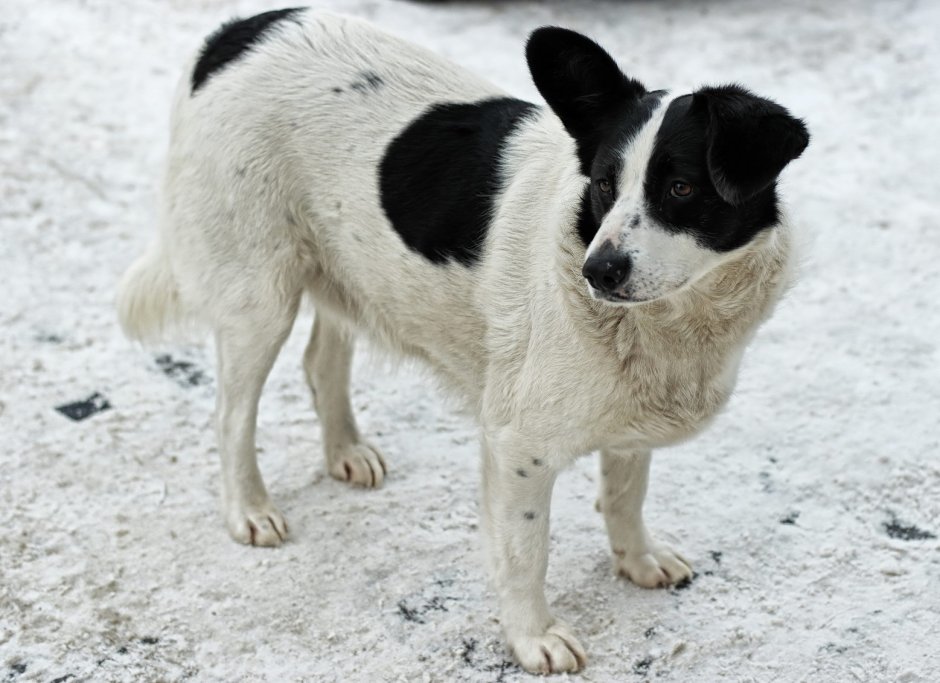 Дворняжка овчарка белая