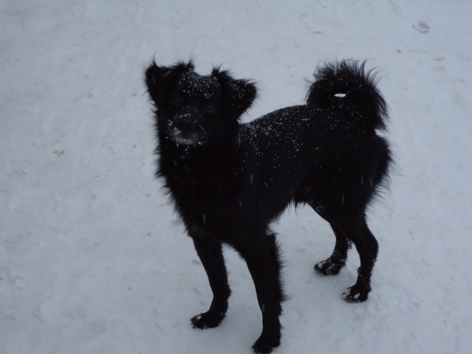 Собака дворняжка черная маленькая