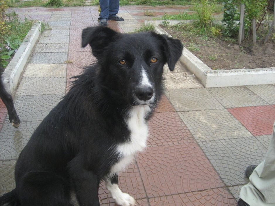 Собака грустит