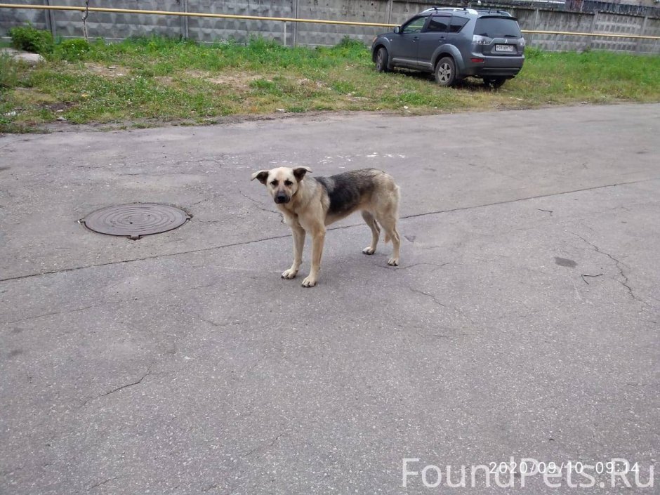 Колли бордер дворняги