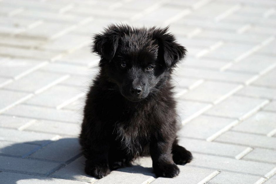 Черный щенок дворняги