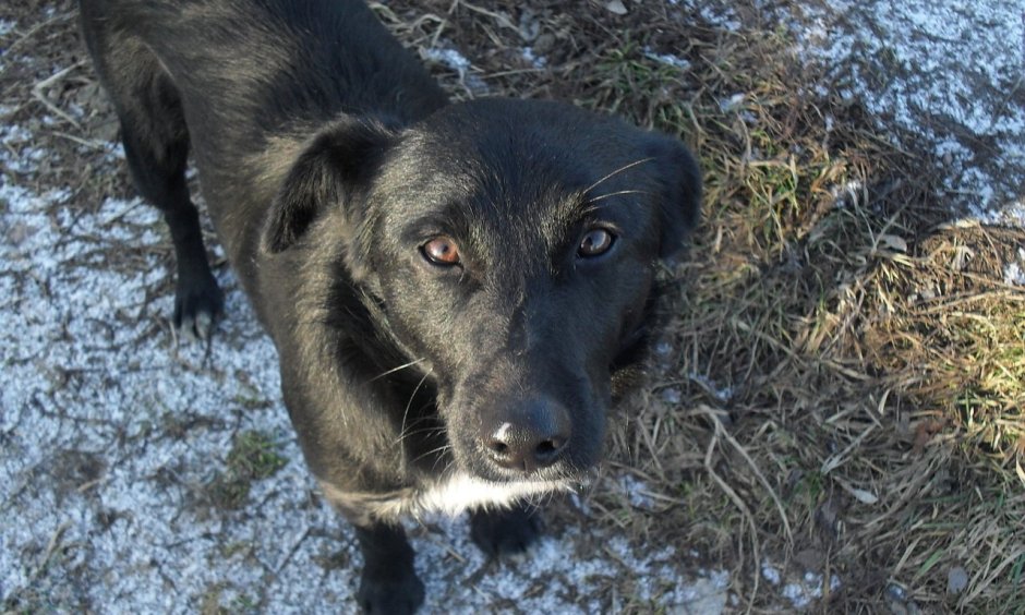 Собака дворняжка черная