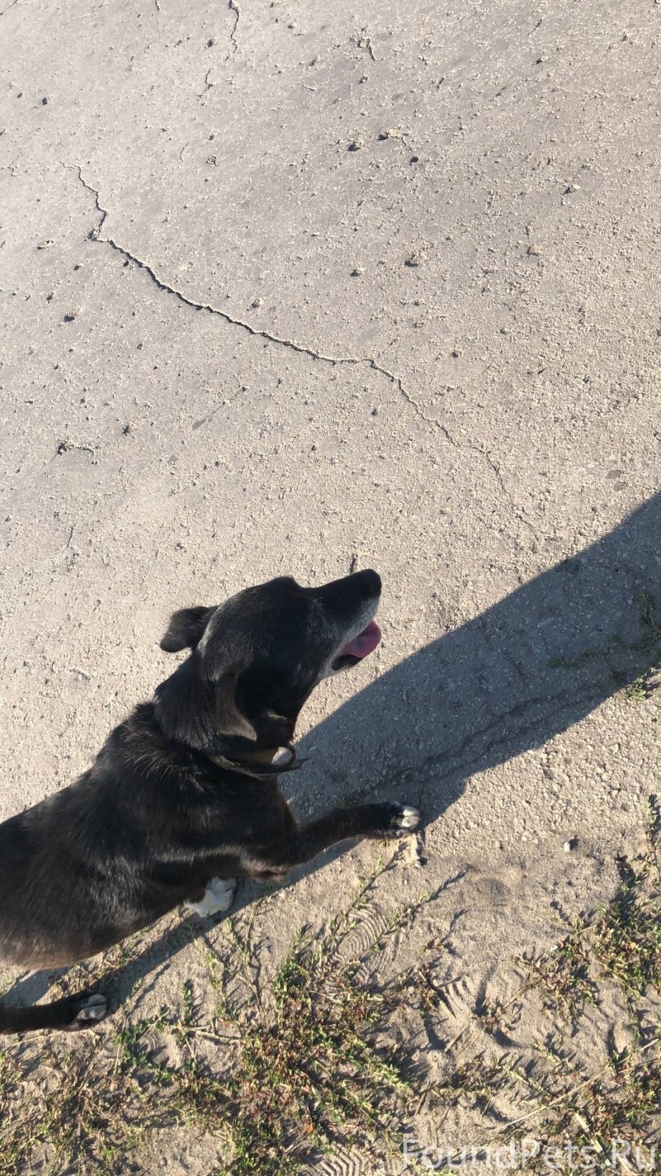 Щенок сука дворняга черный