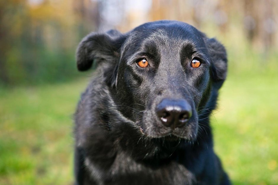 Бордер колли пастушья