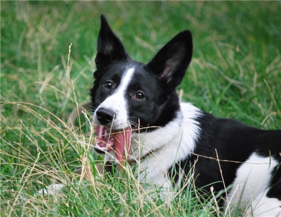 Смешная дворняжка