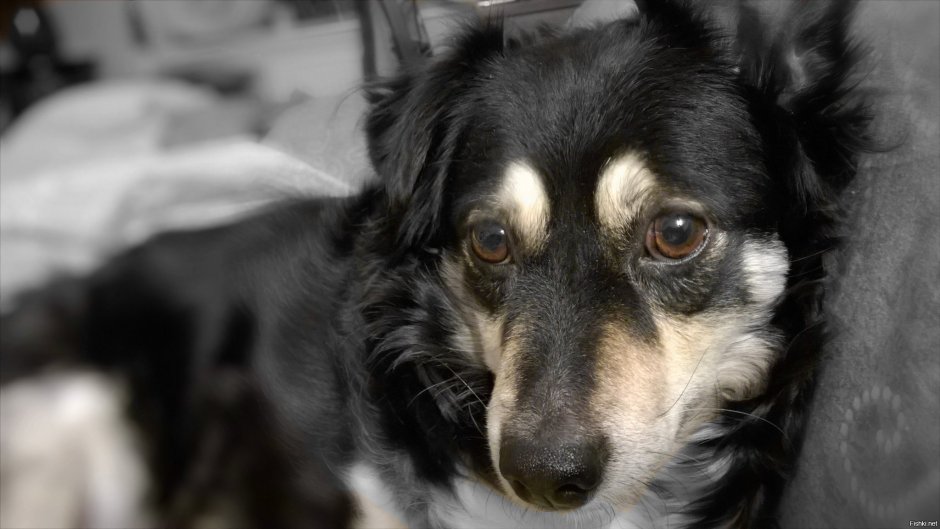 Бордер колли и немецкая овчарка