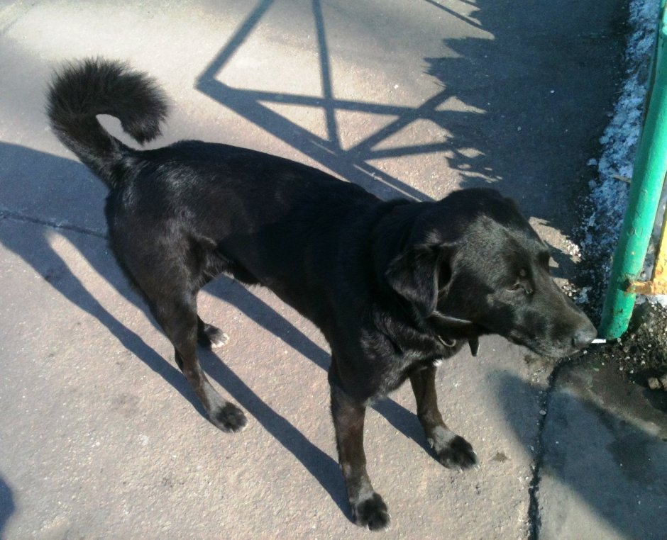 Дворняжка короткошерстная чёрная