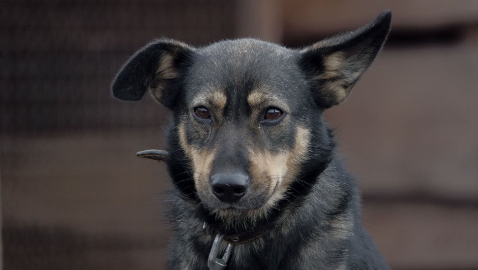 Бродячие собаки